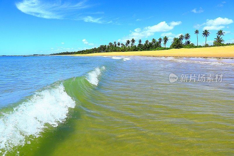 热带天堂:Praia do Forte明亮半透明的海滩，巴伊亚，巴西